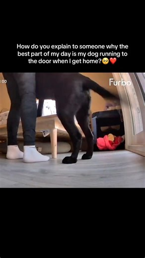 Love him & his crazy tail wags 🖤 #dogs #shorts #labrador #furbo #cute #short #ytshorts #shortvideo