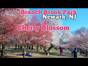 Walking in Branch Brook Park in Newark, New Jersey | The area around Cherry Blossom Welcome Center