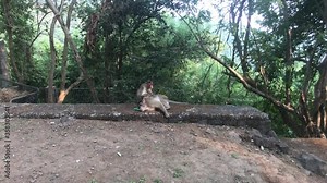 Mumbai, India - The life of monkeys in a natural environment part 3 4K