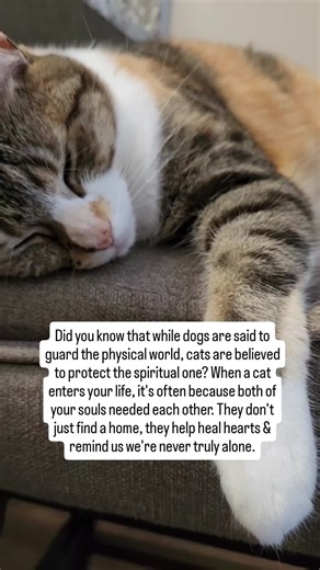 Cats as Guardians of the Spiritual Realm