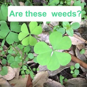 4.2K views · 92 reactions | How to identify weeds in your garden, just take a photo of the plant, PictureThis use artificial intelligence to tell what it is, and teach how to deal with them. Don't miss it! | PictureThis | Facebook