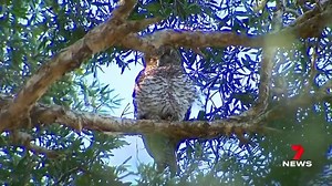A rare sight in Centennial Park for bird watchers today; a pair of 'Powerful Owls' - that's their official specie's name - and their two new chicks. They're known to be quite elusive and are the largest owls in Australia. www.7NEWS.com.au #CentennialPark #7NEWS | 7NEWS Sydney
