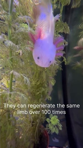 Interesting Axolotl facts you didn’t know✨ Subscribe for more 💙 #axolotl #axolotlfacts #fyp