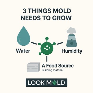 Blue Mold in Homes & Food: Risks, Removal & Facts