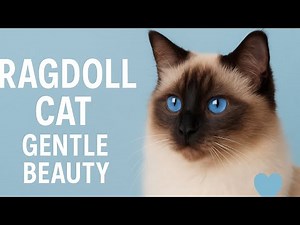 The Ragdoll Cat | Affectionate, Playful, and Stunningly Beautiful