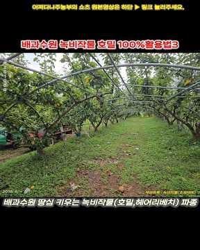 How to Use 100% of Rye as a Green Manure Crop in Pear Orchards 3 p251008