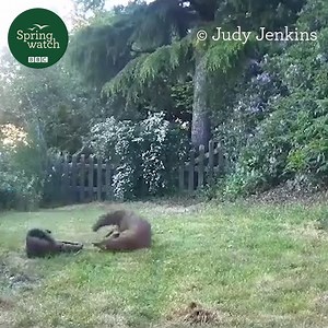 50K views · 3.4K reactions | Is there anything cuter than playfighting fox cubs? 力殺  Judy Jenkins #Springwatch | BBC Springwatch | Facebook