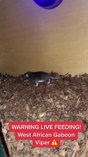 Gaboon Viper Live Feeding. I have been gerting some request for this. Please turn away if you dont want to watch. #gaboonviper #viralvideo #foryourpage #venomoussnake #animalsoftiktok #ilovereptiles🐍 #thisisnature #largestfangs #deadlyviper #natureiswjld #creaturefeature #bitis #gaboon