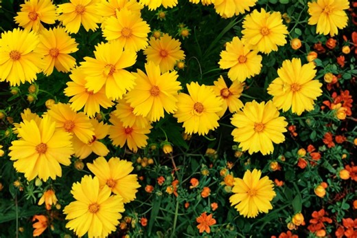 Lanceleaf Coreopsis 50 Seeds – Coreopsis Lanceolata - Etsy