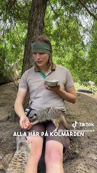 Surikater: Anton berättar om våra älskade djur