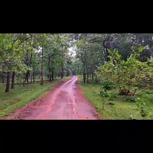 There is nothing like the thrill of walking through the jungle looking for a tiger and knowing they could be watching you already 🏞️🌲 . Place:- Kali tiger reserve or kulgi tiger reserve which is 2kms away from the kulgi nature camp . Price:- ₹450/person, Duration:- 1.5 to 2 hours... Best time to visit:- October till February . PS:- keep camera ready to take pics as soon as u get the sight of animals . With @prajwal_renukacharya ☔☔☔☔☔☔☔☔☔ For Homestay booking 📞9945842531 Travelling related pag