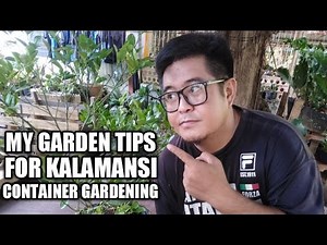 HOW TO MAKE CALAMANSI PRODUCE MORE FRUITS: 4 Simple tips - container gardening
