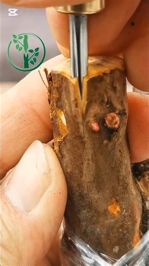 Amazing Gardening Skills 🌹 | Rose plant Grafting Step by Step