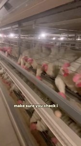 98K views · 2.2K reactions | How to Treat Swollen Eyes in Chickens Naturally. #layerchicken #poultrytips #broilerchickens #agriculture #healthychicken #vaccine #farming #chicken #poultry #poultryfarming | Poultry Tips | Facebook