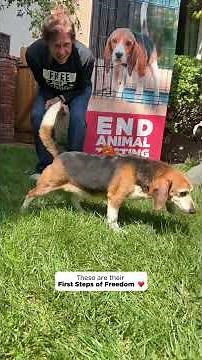 Steps of Freedom - Beagles Rescued from Animal-Testing 🐶🎉 #beaglefreedomproject