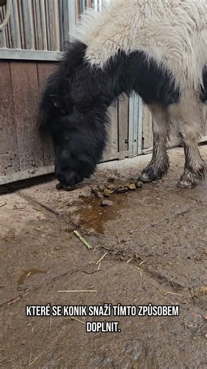Koprofagie - pojídání trusu. Proč to koně dělají a co s tím? #minihorse #kun #kone #trus #horse