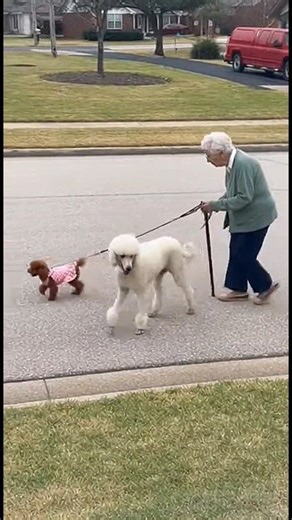 90-year-old grandma, her trusty cane, and two poodles taking over the empty streets of Texas! 💃🐩 Age is just a number, but cuteness? That’s off the charts! 😍✨ #poodle #poodlelove #aboutpoodle | About Poodle