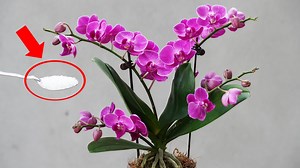 18K views · 127 reactions | The Way I Plant And Care For Orchids Is Super Effective | Garden Craft | Facebook