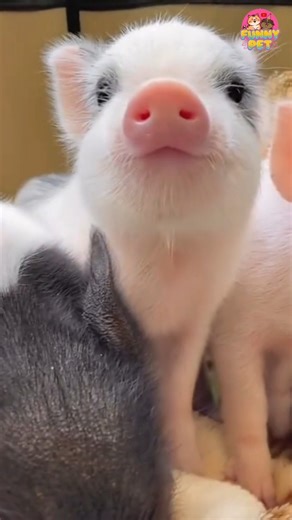 CUTE & FUNNY PIGS 🐷😂 | ADORABLE PIG MOMENTS 2025 #pets #shorts #funnypets