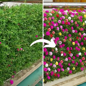 62K views · 2.7K reactions | Turn Your Balcony Into A Beautiful Garden | DIY Balcony Garden | Facebook