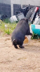 Pig practice #reelschallengereelschallenge #fypシ゚viralシ #reelsfacebook #Viralシ #fypシ # #facebookviral #fyp | Kasified Tv