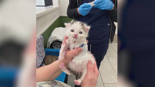 Meet Pinky: Kitten adopted by foster mom, arrived at PAWS Chicago shortly after birth