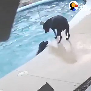 This dog saw his friend drowning in the pool, so he jumped in and saved his life! | The Dodo