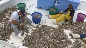 Shrimping industry surviving along the Georgia coast