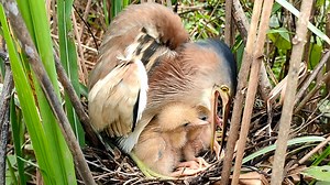 Yellow Bittern Bird Tries To Feed Babies | Border Birds