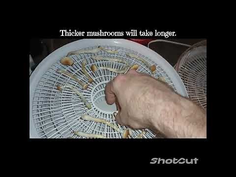 Mushroom Cultivation 101: Dehydrating and storage.