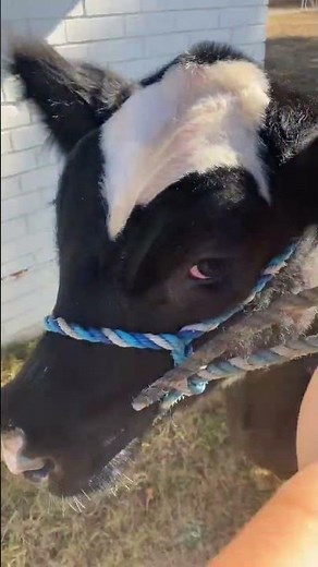 Put it in reverse!!! #funny #cattle #cow #cute #shorts #viral