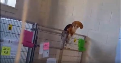 This beagle trying to escape from a cage is all of us