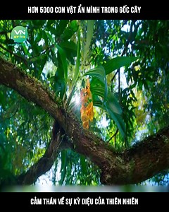 28K views · 183 reactions | Review phim hay : Hơn 5000 con vật ẩn mình trong gốc cây©️ Nội dung được sản xuất bởi #VnstarMedia #VnstarMedia #Vnstarnetwork | Vnstar Gaming | Facebook