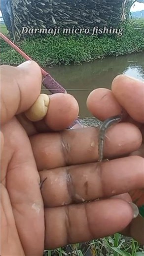 Mancing Uceng Umpan Go Potato Kail Neo Carbon 0,5 Warna Biru 129