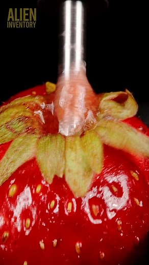194K views · 1.2K reactions | strawberry vs dremel #asmr #asmrsounds #macroart #macro #macrophotography #makrofotografia #closeup #closeupphotògraphy #raw_macro #kings_macro #macro_highlight #macro_royals #macroworld_tr #macro_vision #macro_captures #macro_holic #microworld #microart | Alien Inventory | Facebook