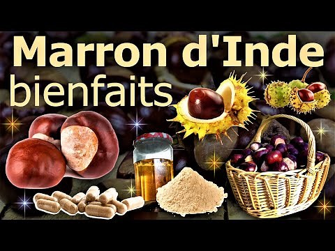 🌿Le Marron d'Inde🌰, une graine luttant contre les problèmes de retour veineux !
