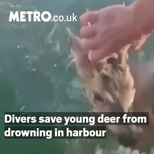 10K views · 114 reactions | It was so lucky these divers were around to rescue this young deer. | Metro | Facebook