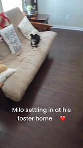 7.5K views · 127 reactions | Meet Milo! He’s looking for his forever home! 8-10 year old min pin, 10 pounds, great with other dogs, super sweet! #rescuedismyfavoritebreed #Minpin #adoptdontshop #sweetsenior #russellrescuetn | Russell Rescue TN | Facebook