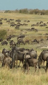 127K views · 1.2K reactions | Relaxed wildebeests before migration.....