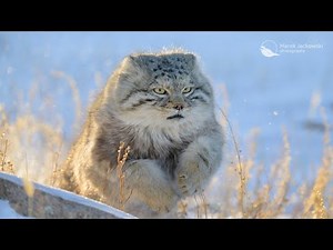 Pallas Cat - Eastern Mongolian Steppe, Mongolia