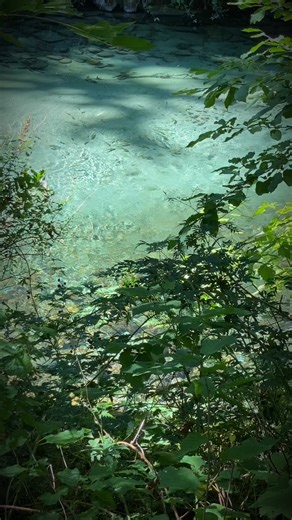 Friday 22 August 2025 in the Fraser Harrison Vedder Chehalis river valleys looking for salmon to film 🥰🇨🇦❤️ Watershed Watch Salmon Society Rivershed Tourism Harrison | Pacificnorthwestkate