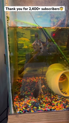 Musk turtles enjoying some shrimp 🦐 for breakfast 🐢 #muskturtle #musk #turtle #swetlandtortoises