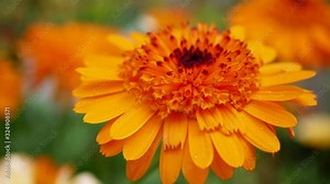 Calendula officinalis, the pot marigold, ruddles, common marigold or Scotch marigold. Orange Flower of calendula close up. Calendula is medicinal plant in garden. Stock Video