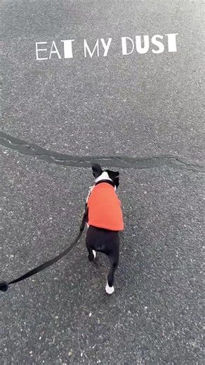 moving out! Ray went for a run today. He made it like 50'! #bostonterrier