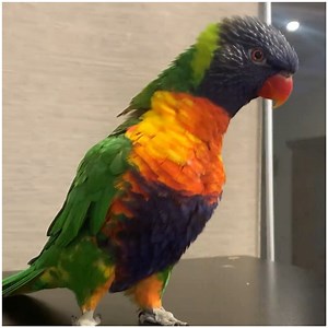 584K views · 39K reactions | Happy feet dancing and feeling the rhythm 列 | MetDaan Tips | Facebook