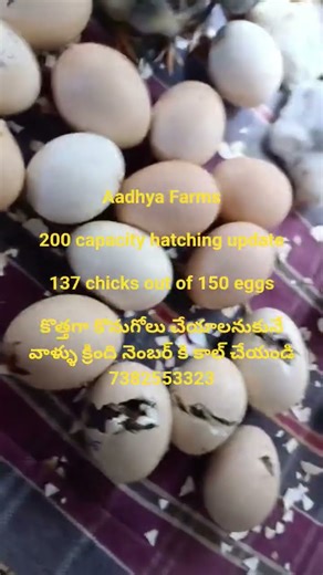 200 capacity hatching review #aadhyafarms #eggincubator #incubator #hatching #vijayawada
