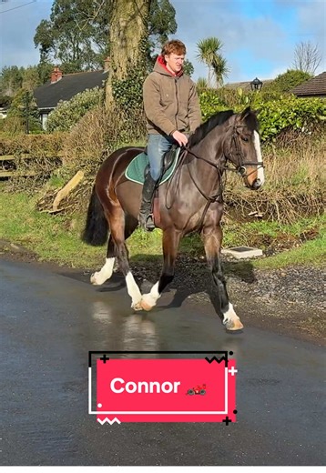 Connor: Ideal Low Level Allrounder ISH Gelding for Sale