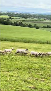 Brilliant Border Collie dog herding sheep like a pro