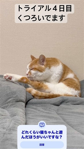 トライアル４日目 くつろいでますね #ねこ #猫のいる暮らし