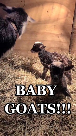 Funny Baby Goat Memes and Farm Life | GoatSoftTikTok